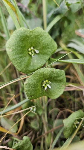miner's lettuce (Claytonia perfoliata)