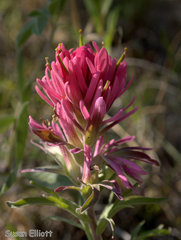 Castilleja purpurea