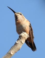 Calothorax
