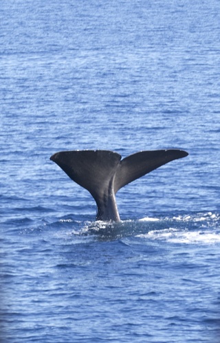 Physeter macrocephalus