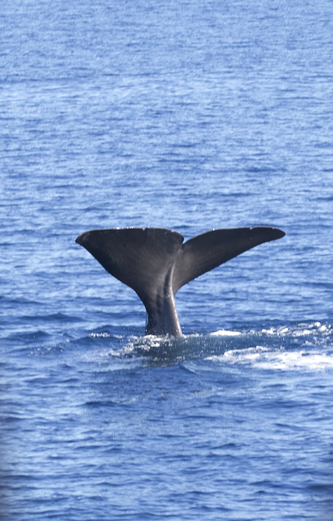 Physeter macrocephalus