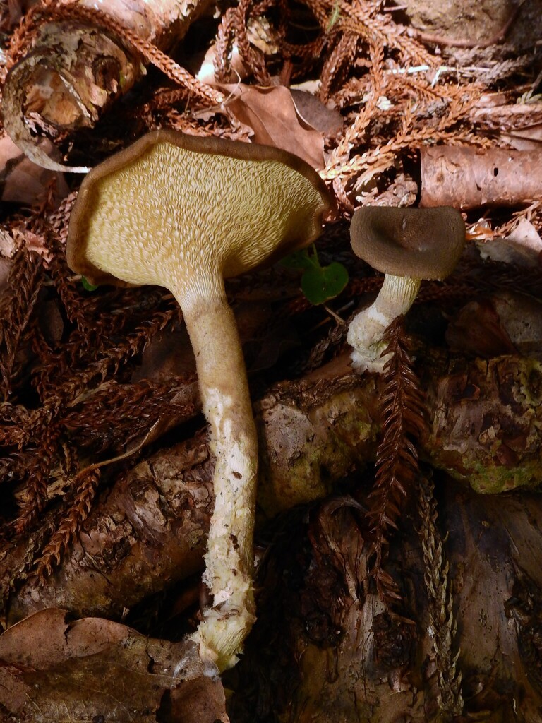 Pleurotus tuber-regium · April 2026 · photo: © samb0 (iNaturalist, cc-by)