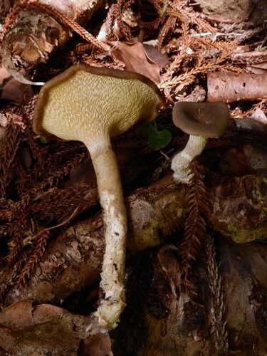Pleurotus tuber-regium observed 2026-04-11