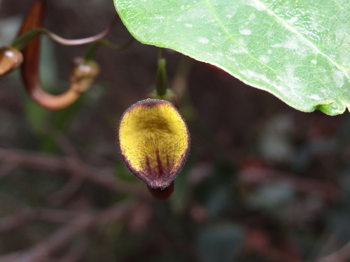 Climbing Birthwort