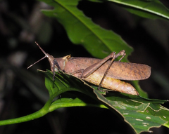 Desmoptera truncatipennis
