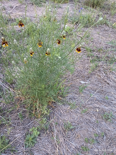 upright prairie coneflower (Ratibida columnifera)