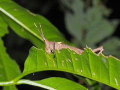 Desmoptera truncatipennis