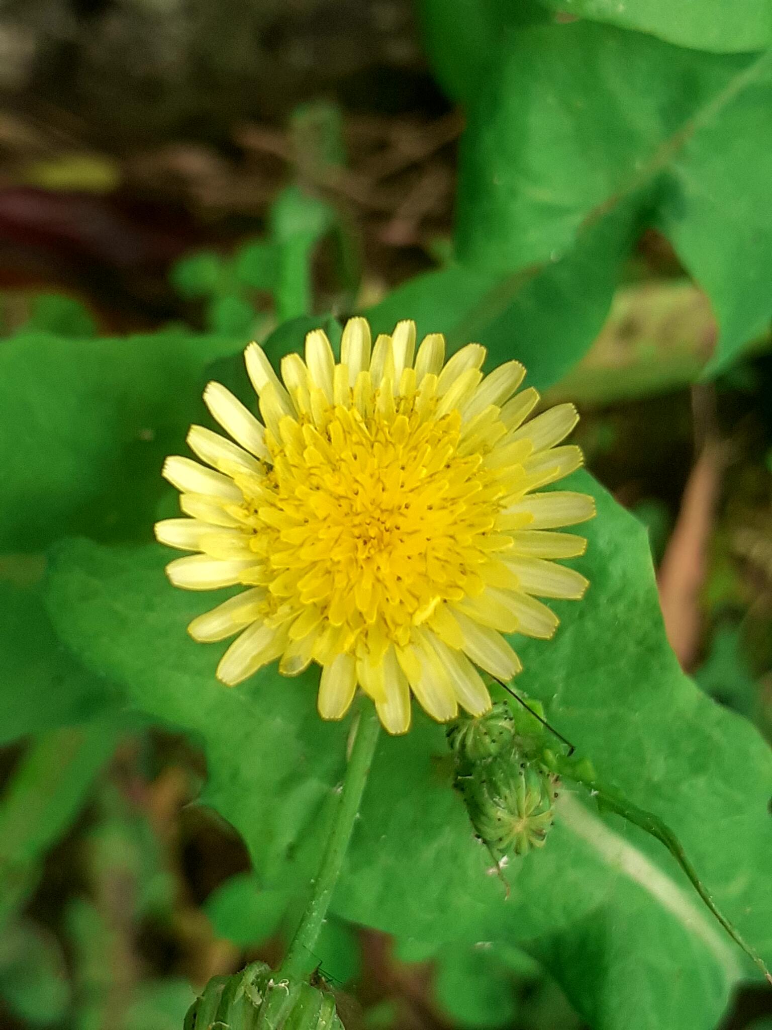 Common Sow-Thistle (Sonchus oleraceus)