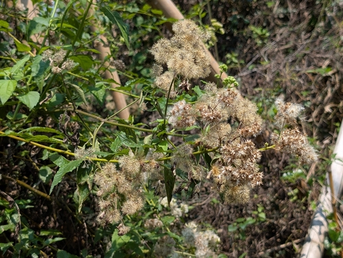 Microglossa pyrifolia, photograph 1