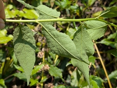 Microglossa pyrifolia, photograph (c) Francisca Wu, some rights reserved (CC BY)