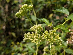 Microglossa pyrifolia, photograph (c) Francisca Wu, some rights reserved (CC BY)