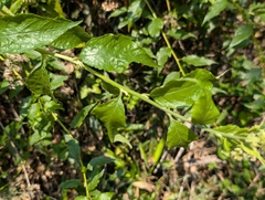 Microglossa pyrifolia, photograph (c) Francisca Wu, some rights reserved (CC BY)