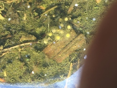 Branchinecta lindahli