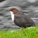 White-throated Dipper - Photo (c) Paul Lewis, some rights reserved (CC BY-NC), uploaded by Paul Lewis