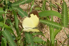 Eurema alitha