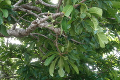 Barringtonia calyptrata