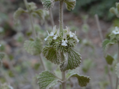 White Horehound