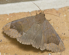 Dysgonia monogona