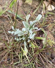 Hesperevax sparsiflora
