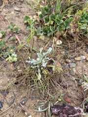 Hesperevax sparsiflora