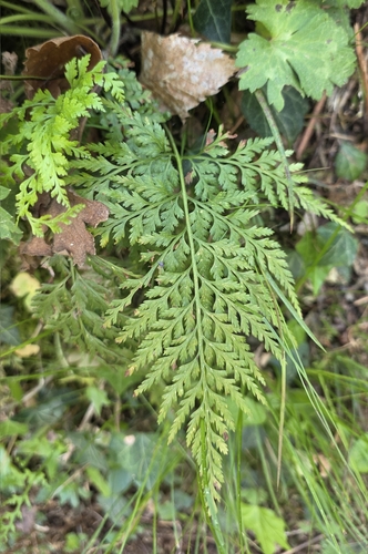 western black spleenwort (Asplenium onopteris)