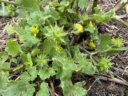 Spinyfruit Buttercup (Ranunculus muricatus)