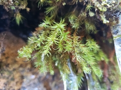 Bartramiopsis lescurii