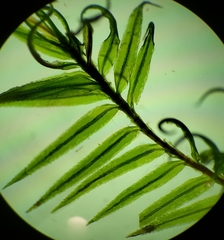 Bartramiopsis lescurii