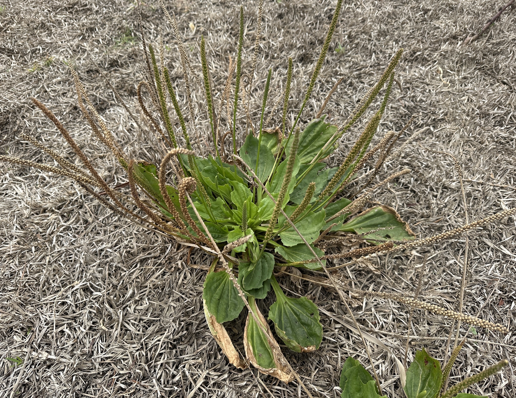 Greater Plantain (Plantago major)