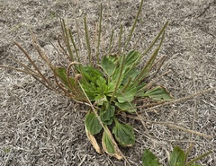 Greater Plantain (Plantago major)