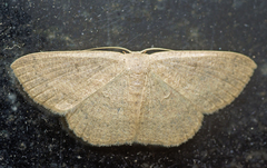 Perixera griseata