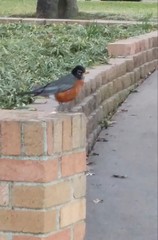 Turdus migratorius