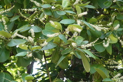 Terminalia subacroptera