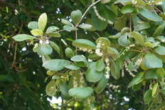 Terminalia subacroptera