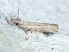 Fissicrambus quadrinotellus