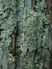 Notoparmelia erumpens