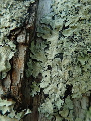 Notoparmelia erumpens