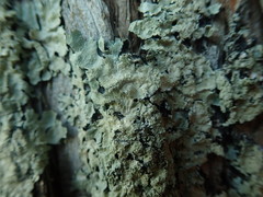 Notoparmelia erumpens