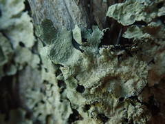 Notoparmelia erumpens