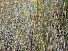 Prasophyllum hectorii