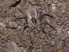 Dolomedes aquaticus