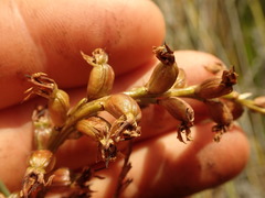 Prasophyllum hectorii