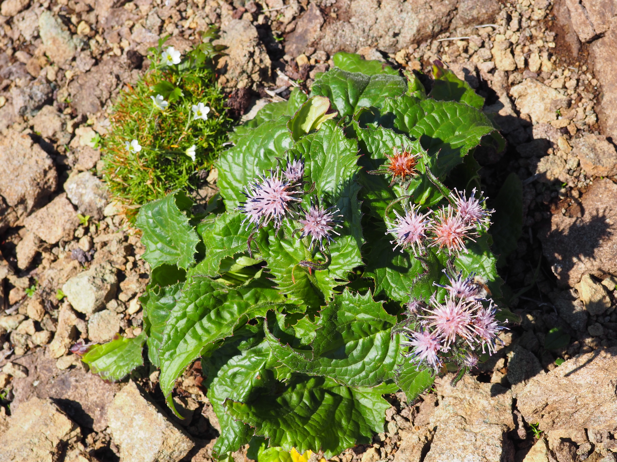 Section Saussurea (Section Saussurea) · iNaturalist