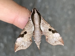 Enpinanga borneensis