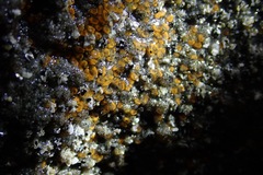 Pycnoclavella stanleyi