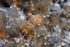 Pycnoclavella stanleyi