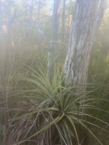 cardinal airplant (Tillandsia fasciculata)