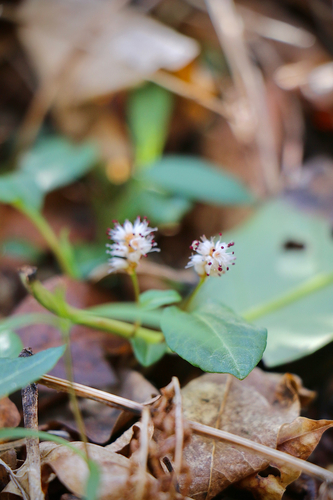 Bistorta tenuicaulis iNat (3)