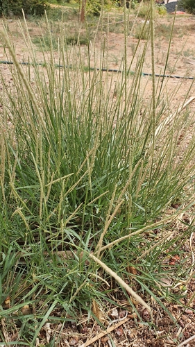 Sporobolus spicatus, 2026-04-10