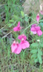 Lathyrus vestitus alefeldii